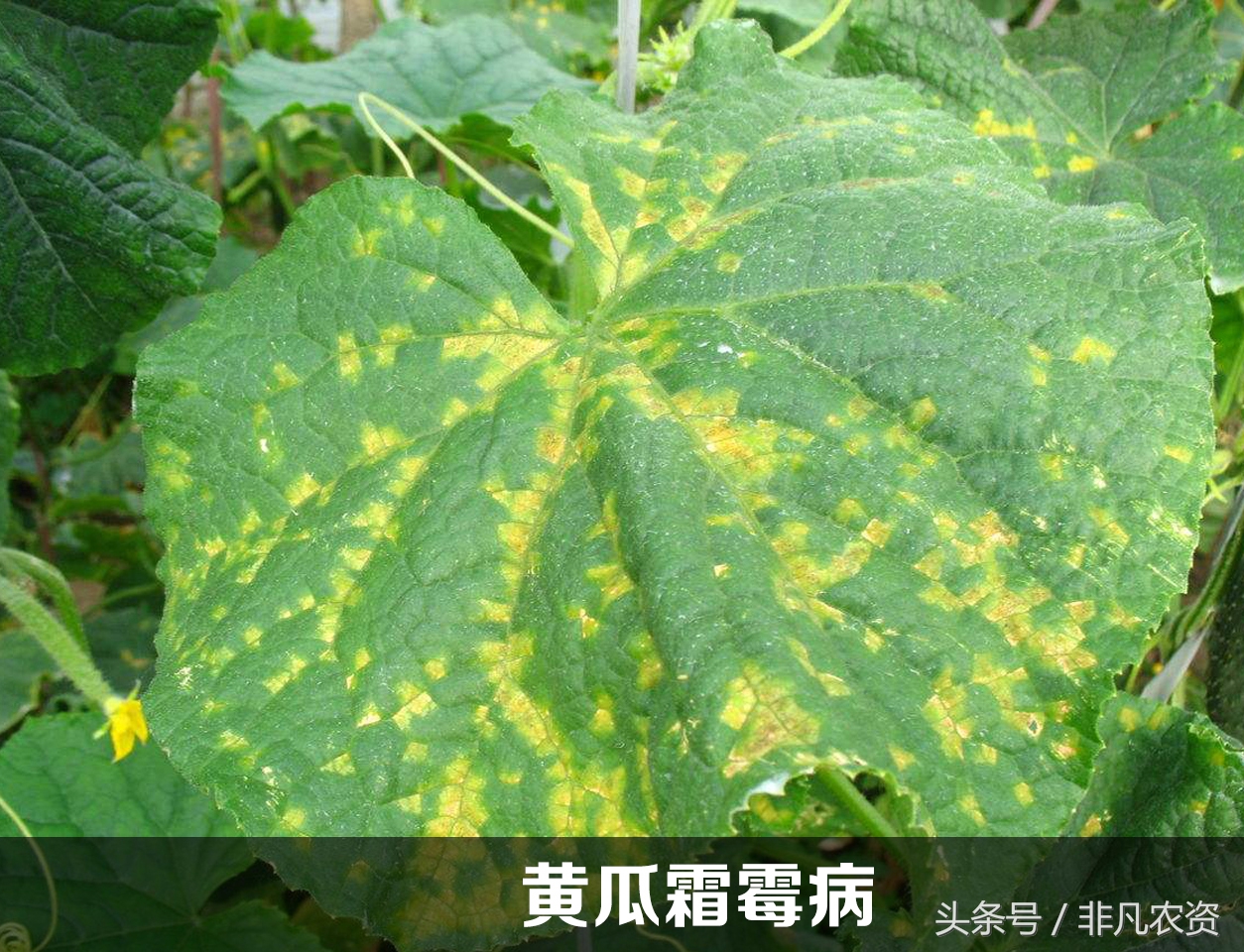 靶斑病和褐斑病的区别,甜瓜霜霉病靶斑病特征