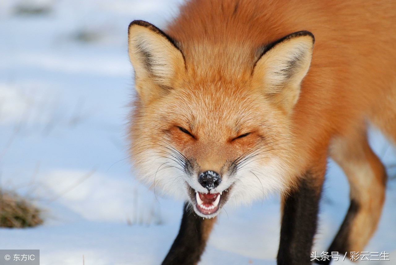 狐狸妊娠期如何饲养,狐狸妊娠期注意事项