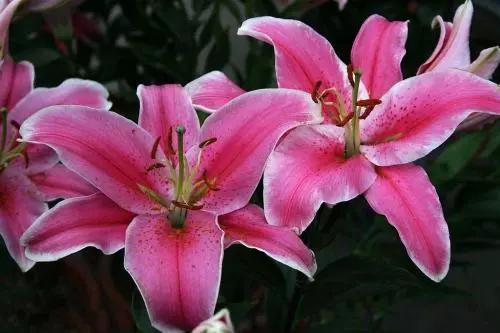 香水百合好养易活四季来开花,带花苞的香水百合怎么养