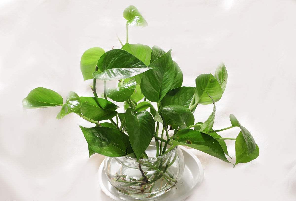 盆栽绿萝变大盆绿萝,绿萝怎么养才会爆盆