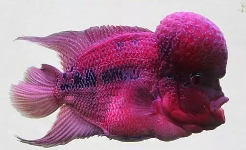 金花罗汉鱼饲养技巧,火凤罗汉鱼怎样饲养