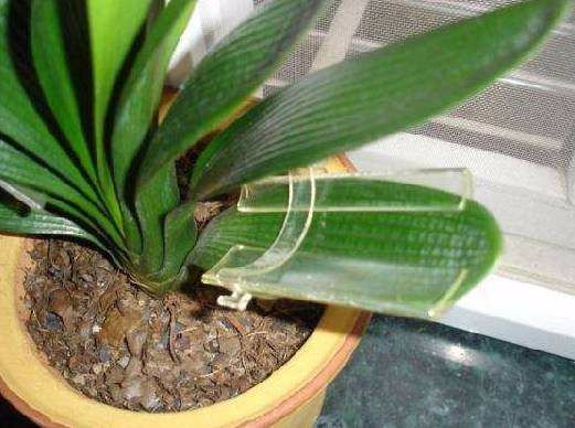 养君子兰注意此5点,养君子兰记住4点