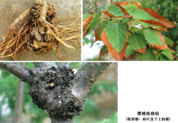 樱桃斑点落叶病害,樱桃灰霉病果实图片