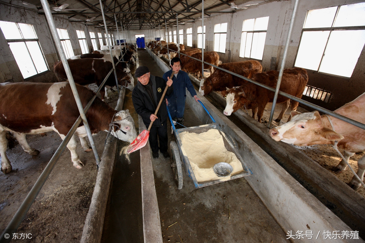 养牛政策养多少头牛国家补助,养10头牛国家补贴多少钱免费养牛