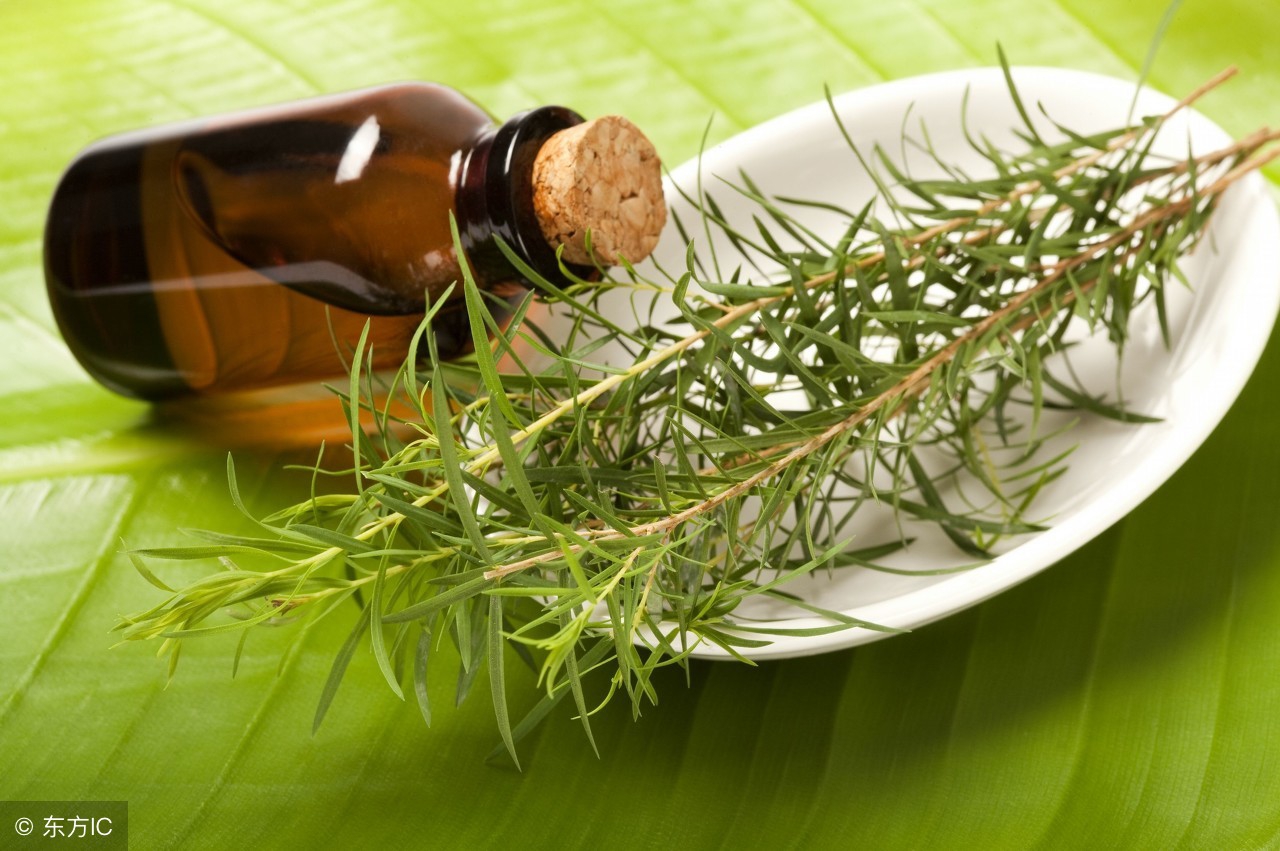 茶树精油治妇科病效果好吗？医生的答案让你失望了