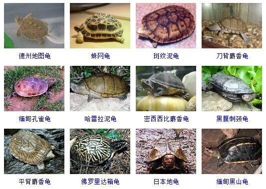 最完整的龟的种类图片大全,常见龟类品种大全图片及名称