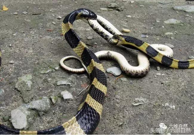 三条蛇打架完整版,三条蛇大战