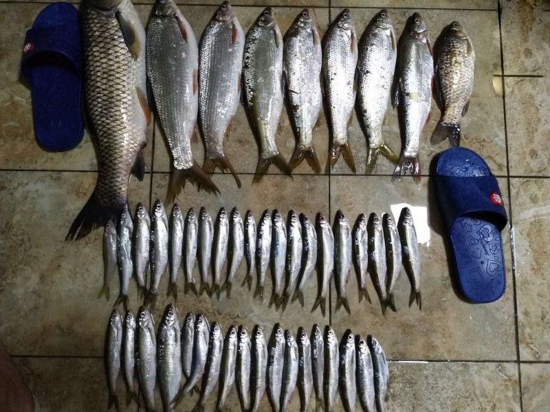 野钓日记100期,钓友日记全集视频