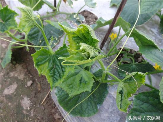 黄瓜能把下面发黄的叶子剪掉吗,黄瓜叶子发黄长斑点用什么药