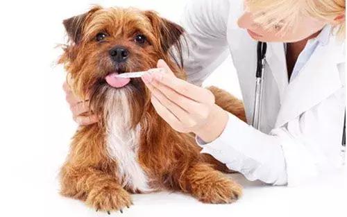 宠物医院假兽药,宠物假兽药