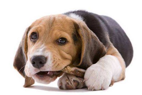 【宠物健康：涵姐说】狗狗牙齿以及常见问题简介