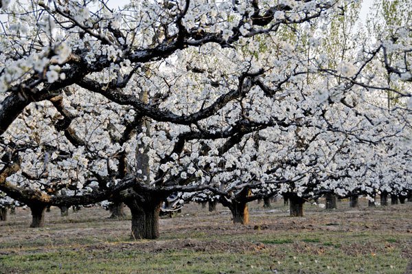 砀山哪里的煎包做的最好吃,砀山李庄煎包撒汤哪家最好吃