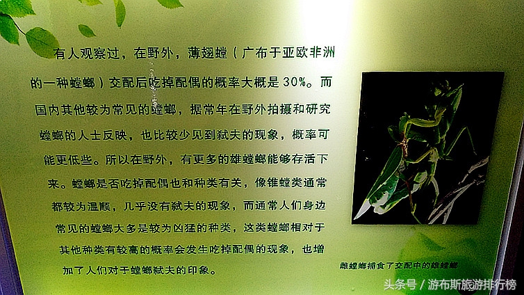 上海昆虫博物馆蜘蛛,上海昆虫博物馆珍藏馆