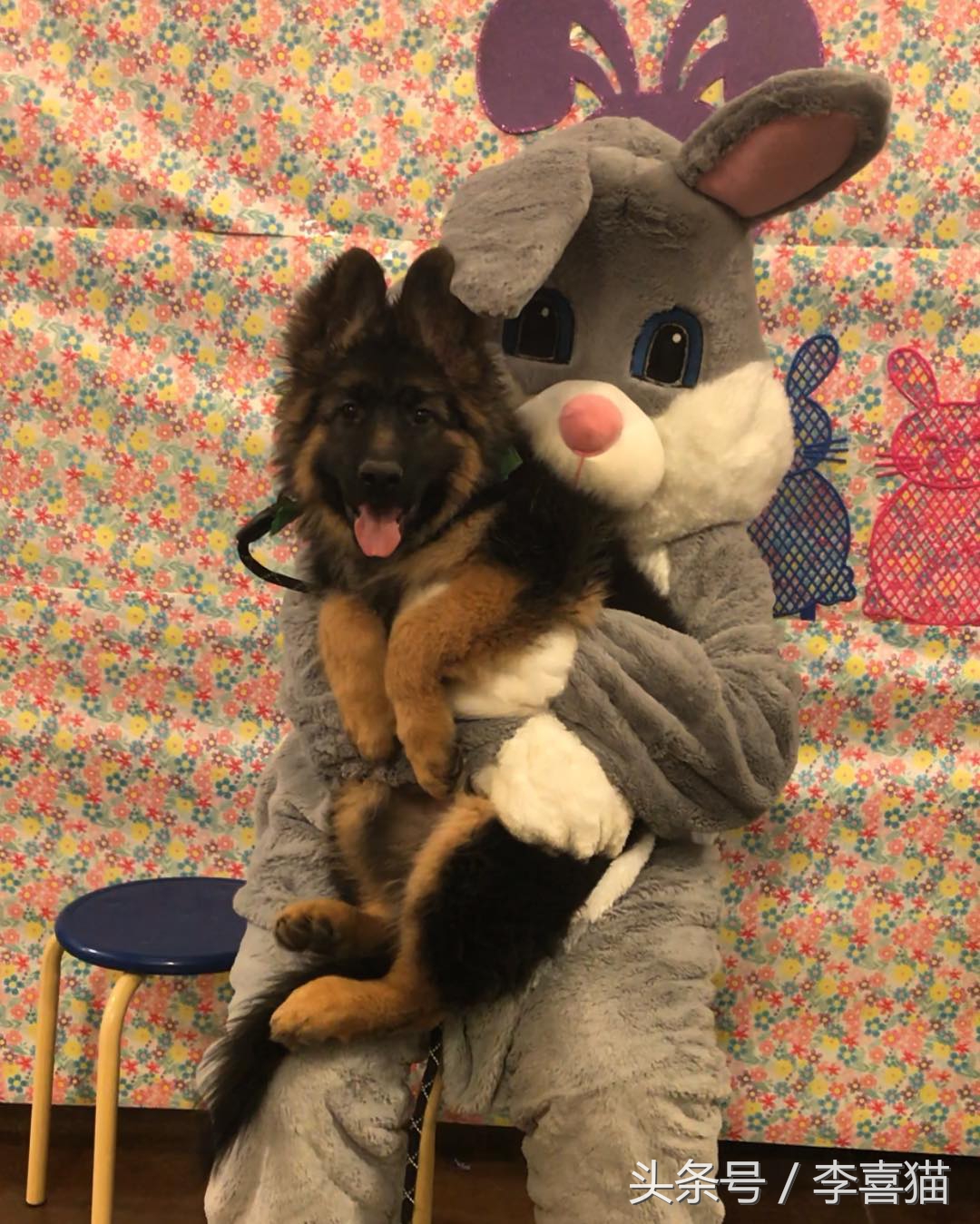 高加索牧羊犬小时候萌萌的,德国牧羊犬萌照