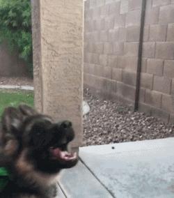 帅气和可爱随时转换,帅气德国牧羊犬视频