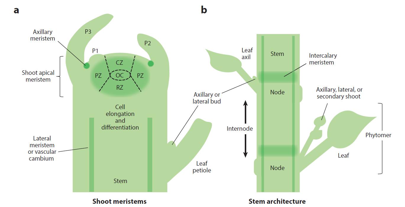 李家洋院士团队发表植物地上株型调控综述文章