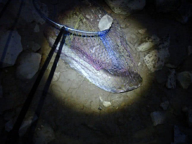 钓鲶鱼技术视频大全,钓野生鲶鱼绝招