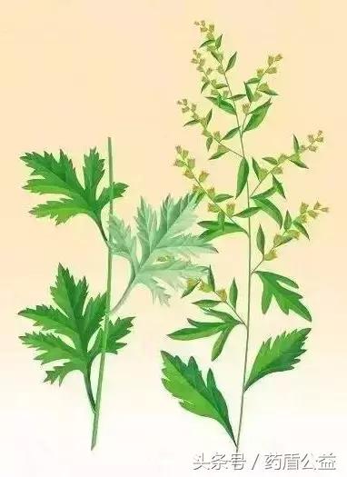 艾灸过程中究竟该如何选用灸材,艾灸新手灸具怎么选好用