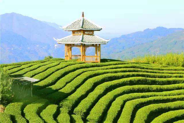 广西九大茶园美爆了