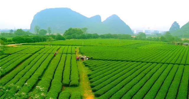 广西九大茶园美爆了