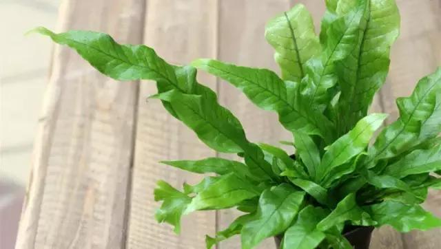 家里的花枯萎了怎么破解,家里的花干枯怎么办