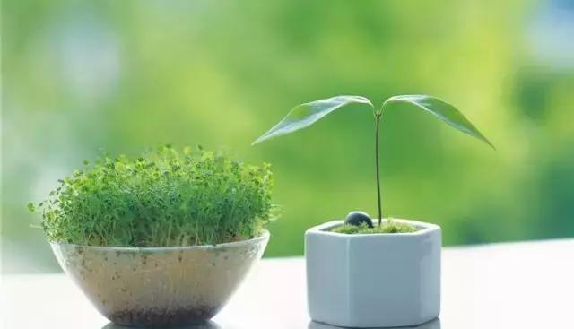 家里的花枯萎了怎么破解,家里的花干枯怎么办