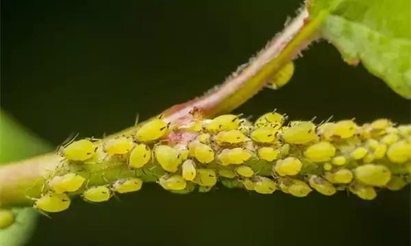 家里的花枯萎了怎么破解,家里的花干枯怎么办