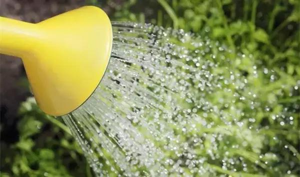 家里的花枯萎了怎么破解,家里的花干枯怎么办