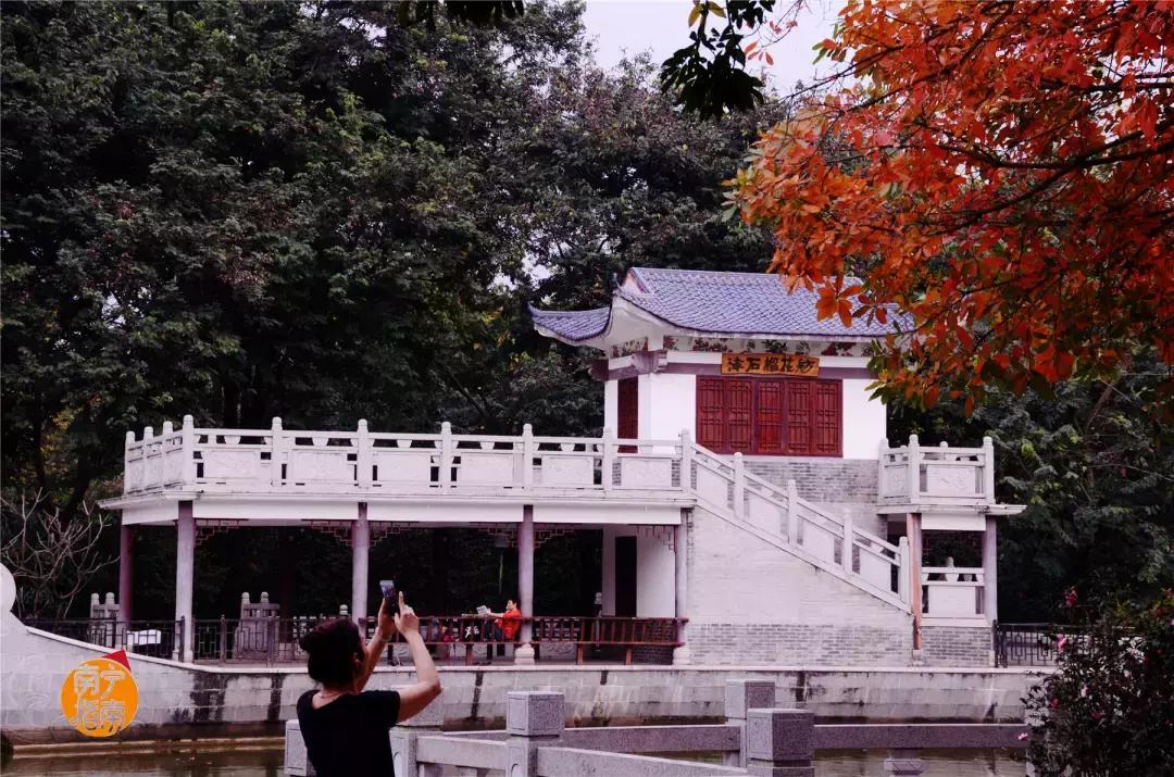 金花茶公园景点,走进金花茶公园