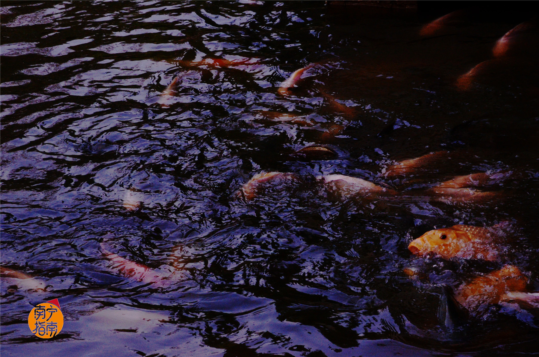 金花茶公园景点,走进金花茶公园