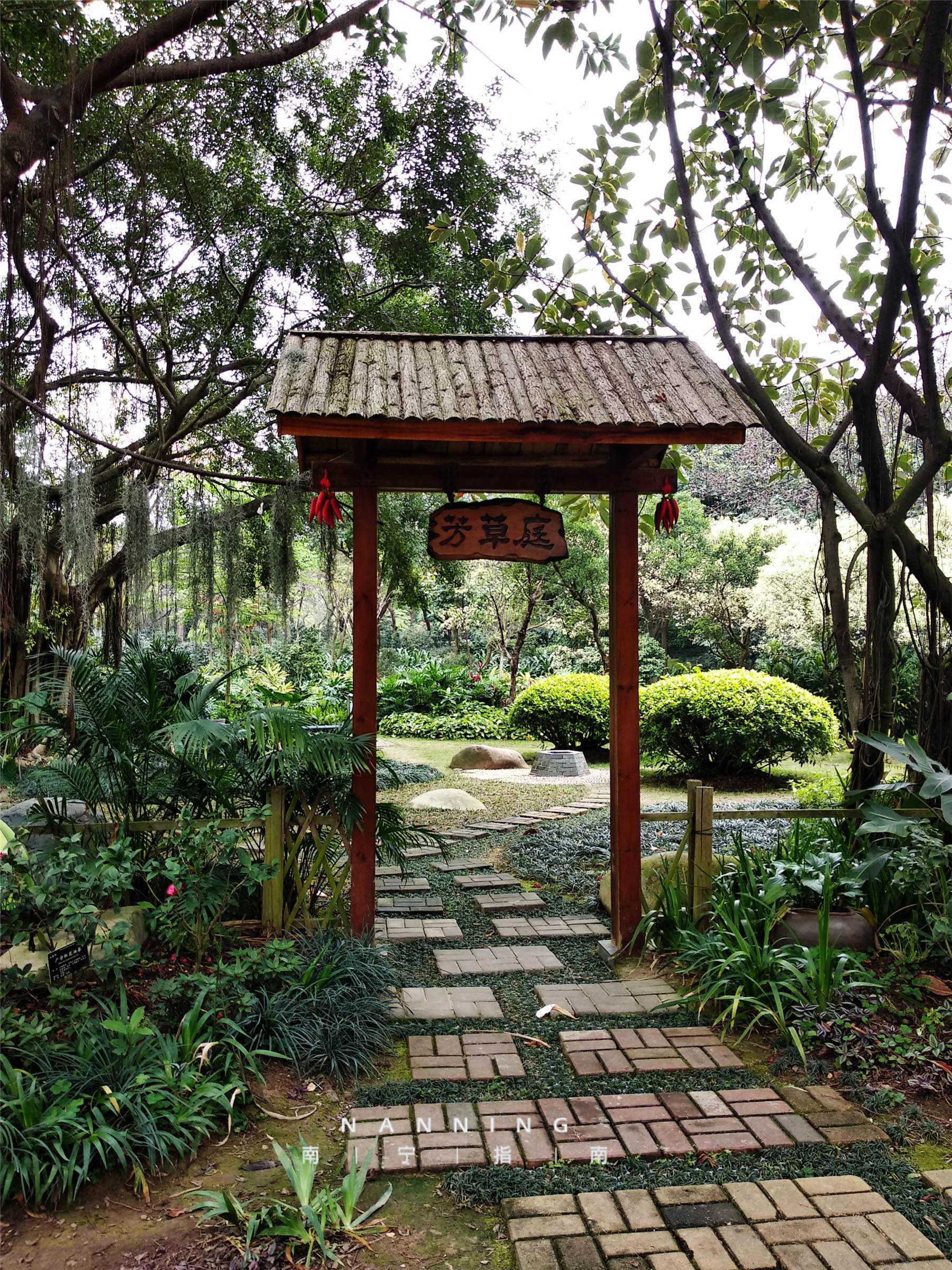 金花茶公园景点,走进金花茶公园