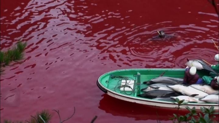 日本屠杀海豚湾动物事件,日本海豚湾屠杀海豚