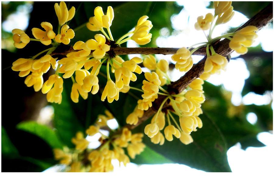 台州黄岩最新消息,台州黄岩第一大镇