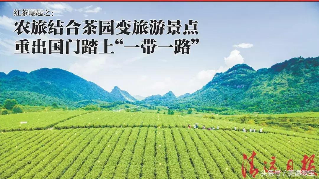 英德红茶重出国门踏上“一带一路”！农旅结合茶园变旅游景点！