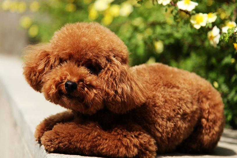 贵宾犬怎么养注意什么,养贵宾犬需要注意什么