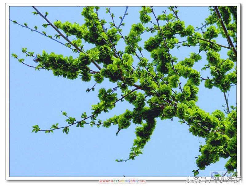 天然的野菜真好吃,天然野菜