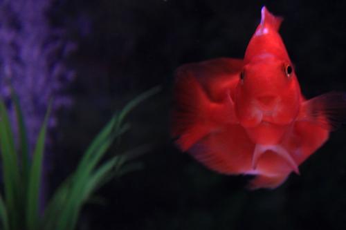 血鹦鹉鱼饲养鱼缸大小,血鹦鹉鱼好饲养吗