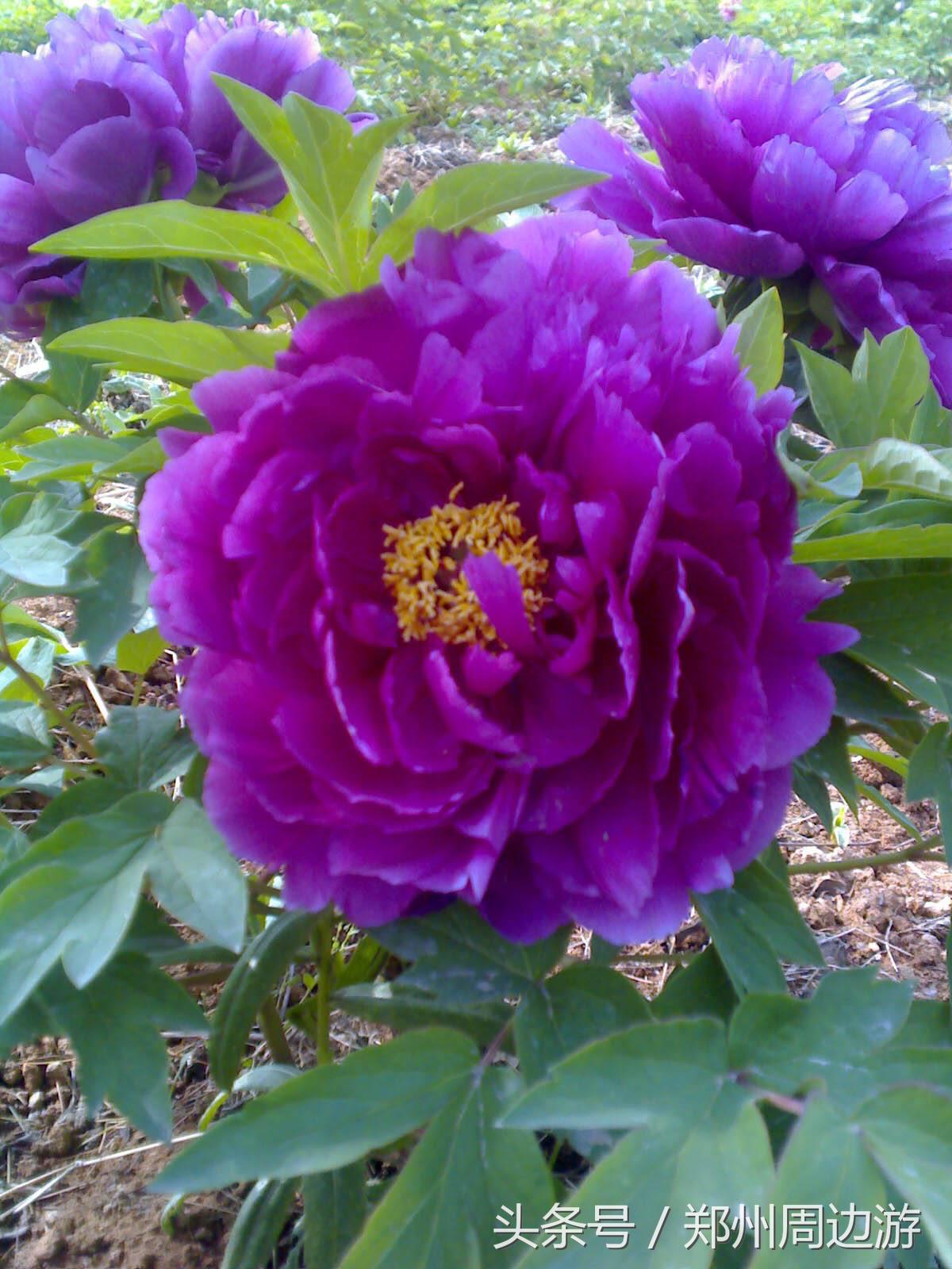 描写牡丹花的诗句开头,关于牡丹诗句和好词好句