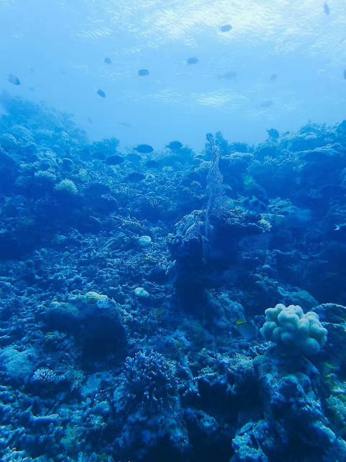 帕劳体验潜水,帕劳潜水胜地是什么体验