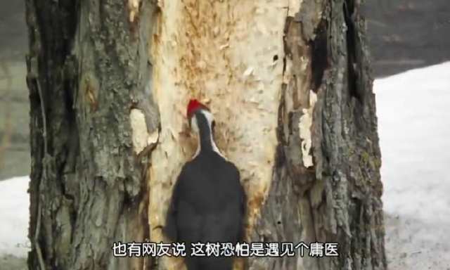 啄木鸟啄坏大树,啄木鸟为了吃虫子把树折空了