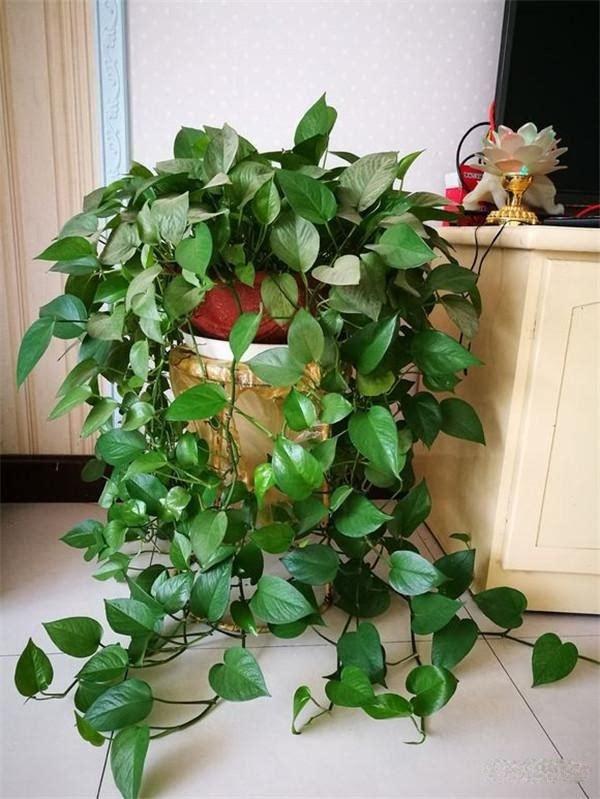 绿萝怎么水养才能爆盆和爬满墙,绿萝浇什么水叶子会浓绿