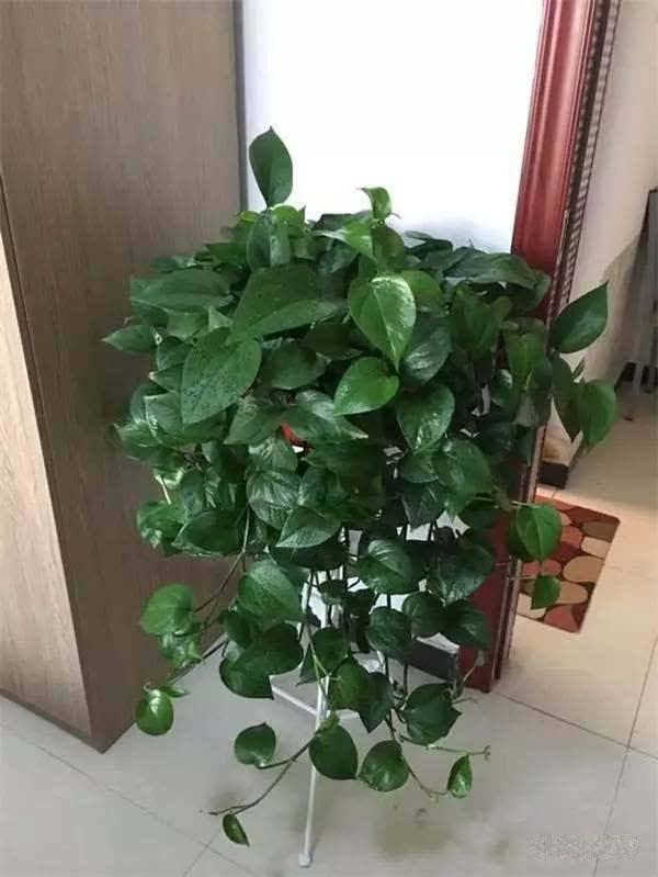 绿萝冬季怎么养才能爆盆和爬满墙,绿萝如何叶子厚实浓绿