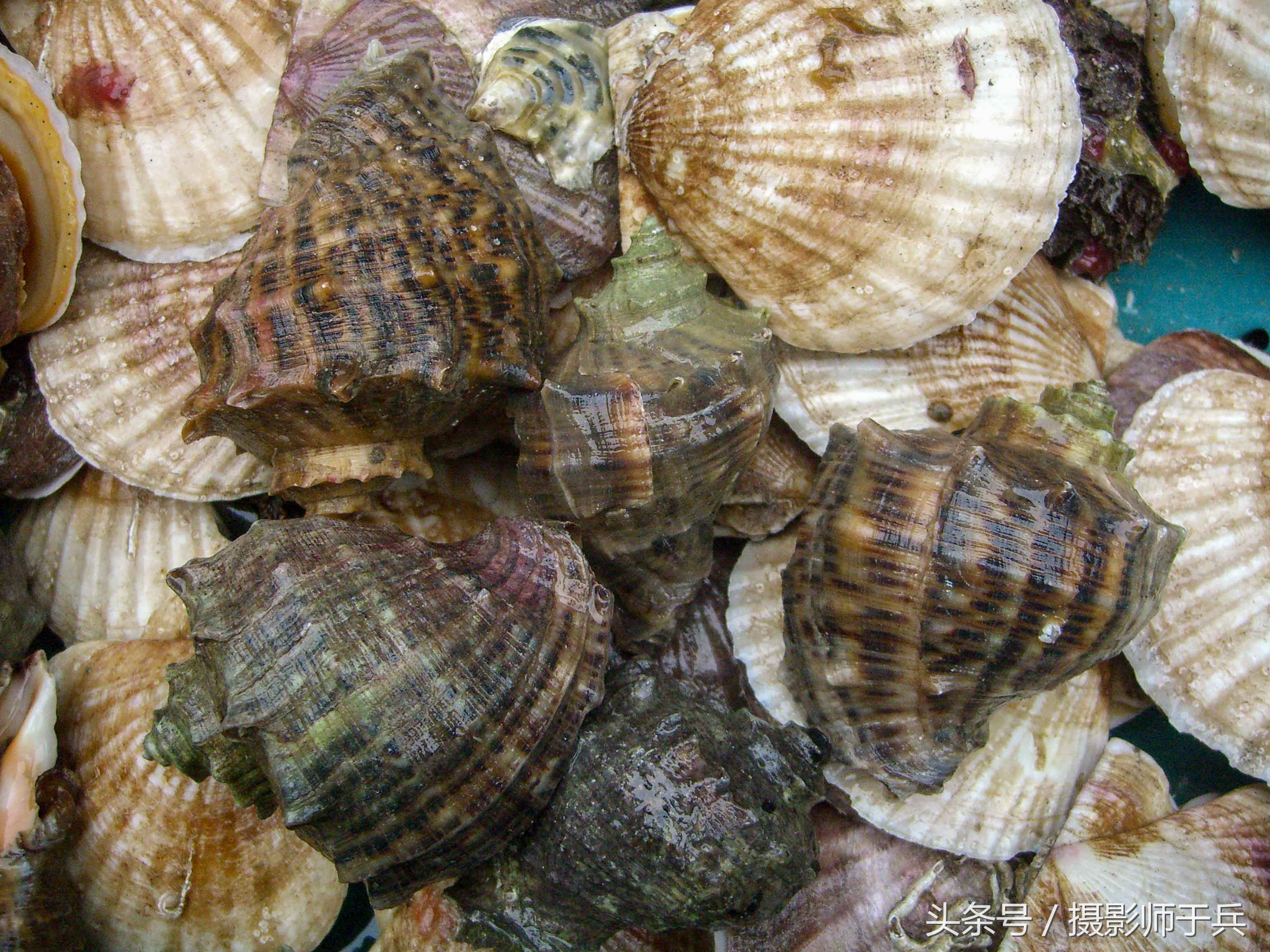 世外桃源乌鱼,大连长海县瓜皮岛