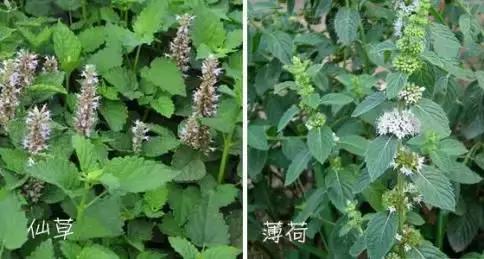 烧仙草到底是啥草,烧仙草是什么样子的草