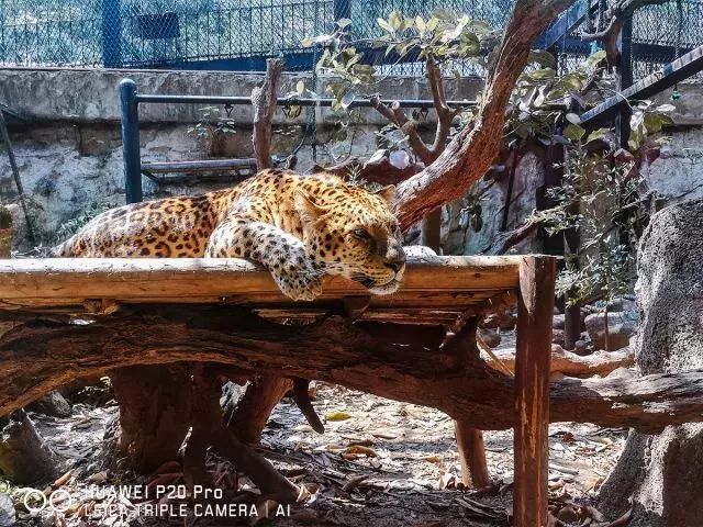 鍗庝负p20pro澶滄櫙瑙嗛,鍗庝负p20pro澶滄櫙