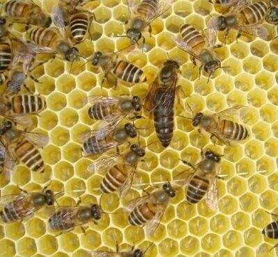 蜂王浆与蜂胶哪个好,蜂王浆和蜂胶哪个更经济实惠