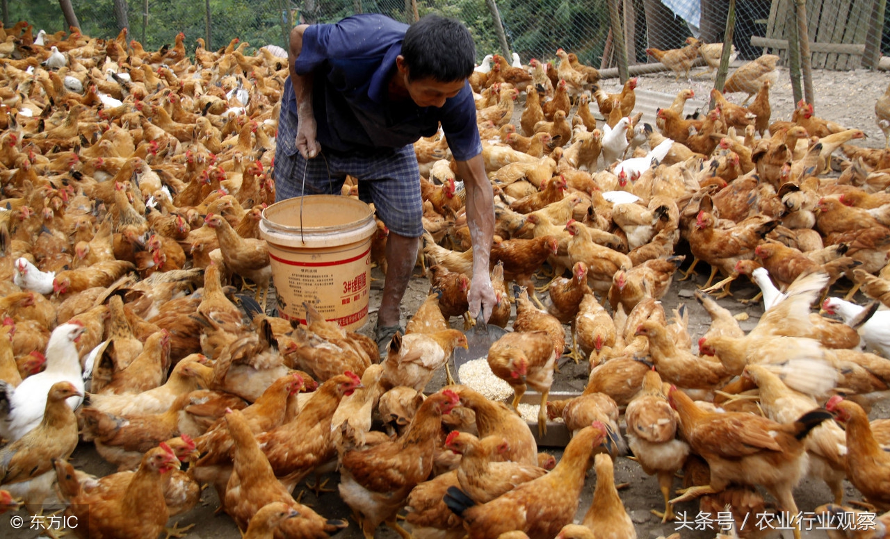 农村创业九个创业好点子,农村创业项目个人创业方案