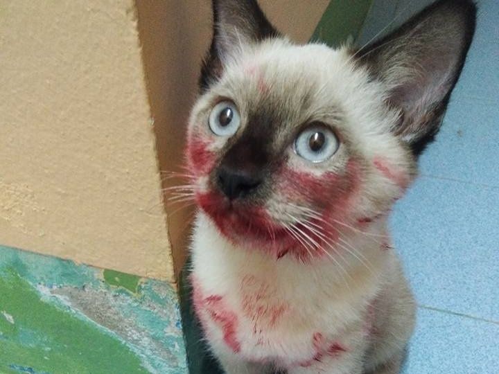 暹罗猫咬主人吗,暹罗猫为什么咬新主人