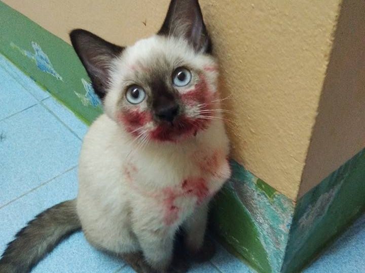 猫咪你这咬唇妆,真好看,能告诉我口红色号吗?