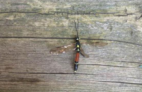 网购月季到家花苞蔫了怎么办,月季换盆后花苞蔫了怎么补救